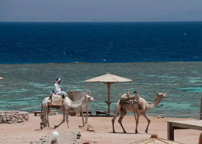 Resort Daniela Diving Dahab