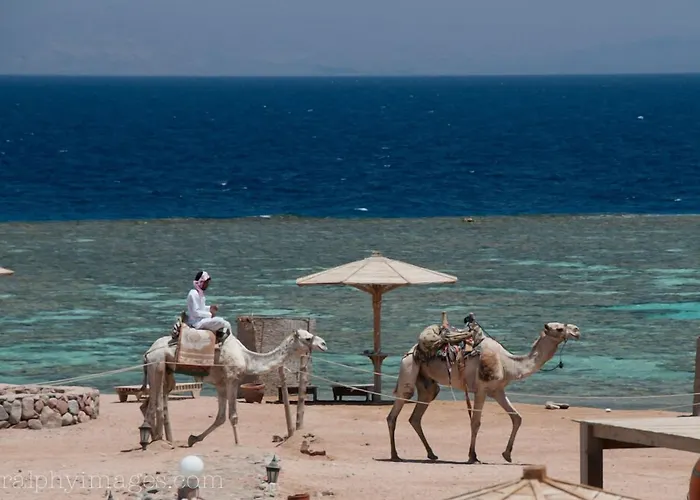 Daniela Diving Resort Dahab